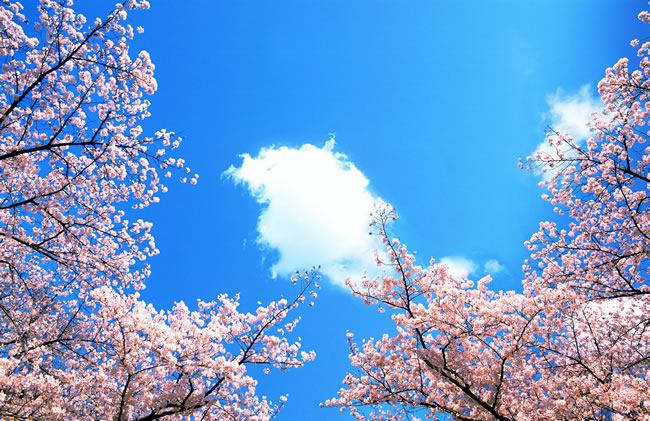 NYC紐約國際烏魯木齊經(jīng)開萬達(dá)中心：我猜，你也想帶寶寶去看杏花！