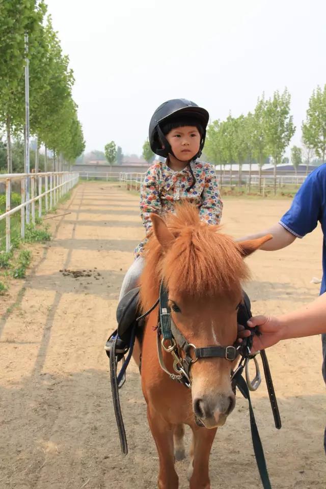 帥帥的馬兒，我們交個(gè)朋友吧