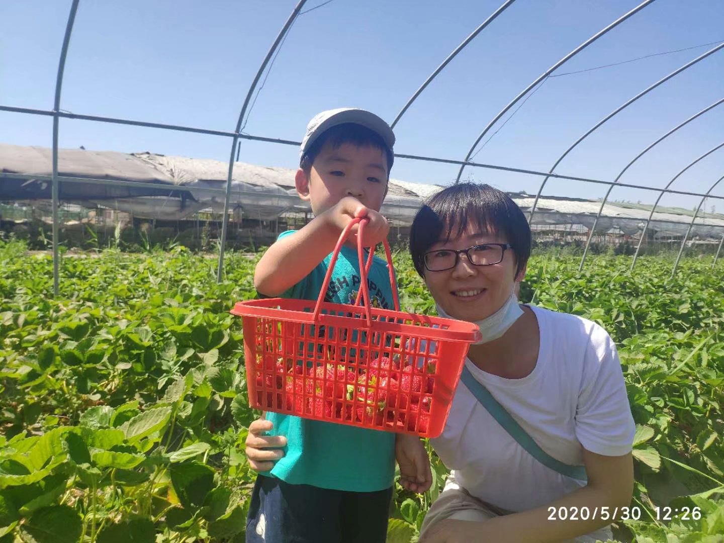 NYC紐約國際烏魯木齊萬達中心草莓采摘
